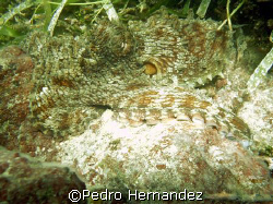 Common Octopus,Cayo Santiago Humacao ,Puerto Rico,camera ... by Pedro Hernandez 
